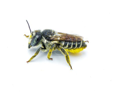Photo for Flat tailed Leaf cutter Bee - Megachile mendica - also called leafcutter, mason, orchard or cuckoo bee.  Isolated on white background front face side profile view showing detail and texture - Royalty Free Image