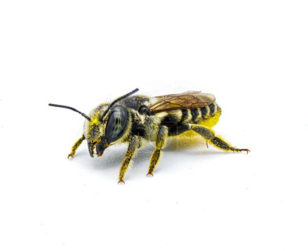 Photo for Flat tailed Leaf cutter Bee - Megachile mendica - also called leafcutter, mason, orchard or cuckoo bee.  Isolated on white background top front face side profile view - Royalty Free Image