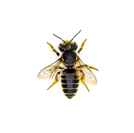 Photo for Flat tailed Leaf cutter Bee - Megachile mendica - also called leafcutter, mason, orchard or cuckoo bee.  Isolated on white background top dorsal view - Royalty Free Image