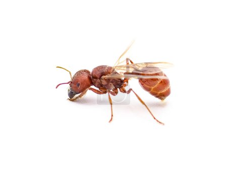 Téléchargez les photos : Fourmi volante isolée sur fond blanc. Pogonomyrmex badius, la fourmi moissonneuse de Floride. vue de profil latérale avec ailes - en image libre de droit
