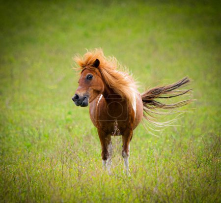 Mini or miniature horse smiling or flirting with fluffy hair mane and tail waving.  Adorable, funny, cute facial expression in fresh green meadow, field or pasture green background in summer light