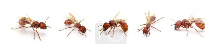 Téléchargez les photos : Fourmi volante isolée sur fond blanc. Pogonomyrmex badius, la fourmi moissonneuse de Floride. cinq vues avec ailes - en image libre de droit