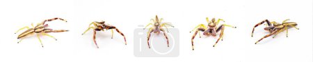 Téléchargez les photos : Hentz jumping spider - Hentzia grenada - est une espèce d'araignée sauteuse rayée. On le trouve en Floride et en Géorgie du Sud aux États-Unis. Isolé sur fond blanc cinq vues - en image libre de droit