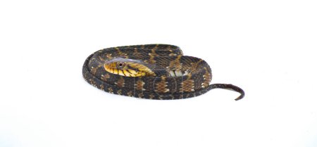 Photo for Harmless non venomous Florida watersnake or banded water snake - Nerodia fasciata - isolated on white background.  often mistaken for cottonmouth or water moccasin . common in Florida, coiled looking - Royalty Free Image
