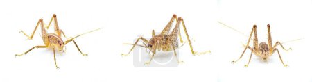 Photo for Gopher tortoise, cave or camel cricket - Ceuthophilus latibuli or C. walkeri. This particular species rely on keystone species Gopherus polyphemus isolated on white background three views - Royalty Free Image