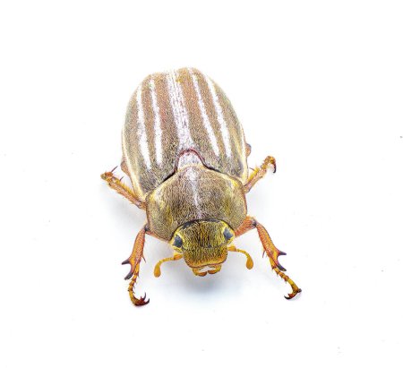 Photo for Lined or striped June beetle - Polyphylla occidentalis - isolated on white background great detail throughout. Southeastern United States. front top view - Royalty Free Image