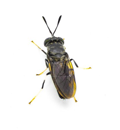 Téléchargez les photos : Mouche solitaire noire - Hermetia illucens - mouche commune répandue de la famille des Stratiomyidae connue pour le recyclage des déchets organiques et la production d'aliments pour animaux. Isolé sur fond blanc. Vue dorsale supérieure - en image libre de droit