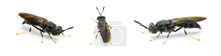 Foto de Mosca soldado negro - Hermetia illucens - mosca común generalizada de la familia Stratiomyidae conocida por reciclar residuos orgánicos y generar alimento para animales. Aislado sobre fondo blanco. Tres opiniones - Imagen libre de derechos