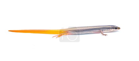 Photo for Peninsula mole skink lizard - Plestiodon egregius onocrepis  - side profile view showing pretty orange red tail isolated on white background - Royalty Free Image