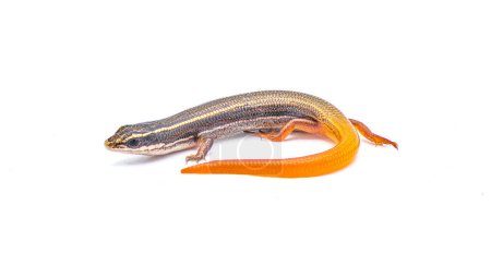 Photo for Peninsula mole skink lizard - Plestiodon egregius onocrepis  -  side view showing pretty curled orange red tail isolated on white background - Royalty Free Image