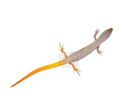 Photo for Peninsula mole skink lizard - Plestiodon egregius onocrepis  -  top dorsal view showing pretty orange red tail isolated on white background - Royalty Free Image