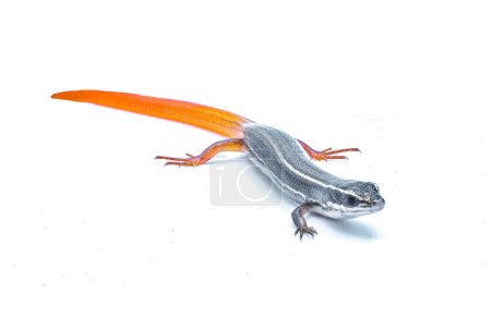 Photo for Peninsula mole skink lizard - Plestiodon egregius onocrepis - front face view isolated on white background - Royalty Free Image