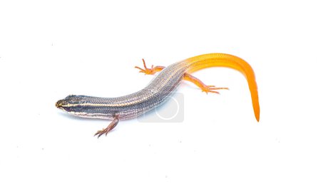 Photo for Peninsula mole skink lizard - Plestiodon egregius onocrepis  -  top side view showing pretty curled orange red tail isolated on white background - Royalty Free Image