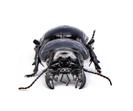 Foto de Escarabajo guerrero moderadamente sulfatado - Pasimachus subsulcatus - una especie de escarabajo guerrero grande que se encuentra en el norte de Florida. aislado sobre fondo blanco. Vista frontal que muestra grandes pinzas o mandíbulas - Imagen libre de derechos