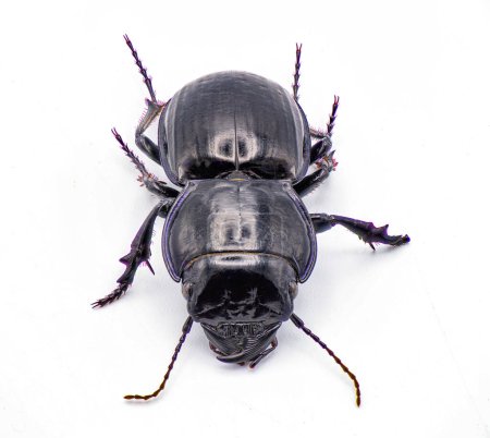 Foto de Escarabajo guerrero moderadamente sulfatado - Pasimachus subsulcatus - una especie de escarabajo guerrero grande que se encuentra en el norte de Florida. aislado sobre fondo blanco. Vista frontal dorsal superior - Imagen libre de derechos