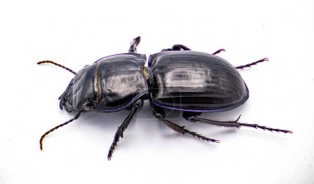 Foto de Escarabajo guerrero moderadamente sulfatado - Pasimachus subsulcatus - una especie de escarabajo guerrero grande que se encuentra en el norte de Florida. aislado sobre fondo blanco. Vista lateral superior del perfil - Imagen libre de derechos