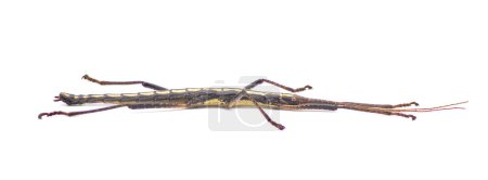 Photo for Large southern two striped walking stick -  Anisomorpha buprestoides - isolated on white background great full detail throughout whole side view full exceptional detail even on zoom in - Royalty Free Image