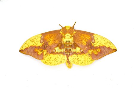 Photo for Imperial moth - Eacles imperialis - a very large yellow red orange brown purple colored giant silk moth with high variation in colors.  Isolated on white background top dorsal view - Royalty Free Image