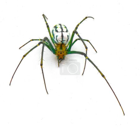 Leucauge argyrobapta oder Leucauge mabela - Mabel Orchard Orb Weber - ist eine Art Langkiefer-Orbweber aus der Spinnenfamilie Tetragnathidae, isoliert auf weißem Hintergrund von der Vorderseite