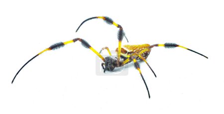Téléchargez les photos : Orbe de soie dorée tisserand ou araignée banane - Trichonephila clavipes - grande femelle adulte isolée sur fond blanc vue de face - en image libre de droit