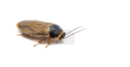 Surinam o cucaracha excavadora de invernadero - Pycnoscelus surinamensis - una especie invasora común de plagas que se ha propagado por todo el mundo a regiones tropicales cálidas o dentro de hogares. Aislado sobre fondo blanco