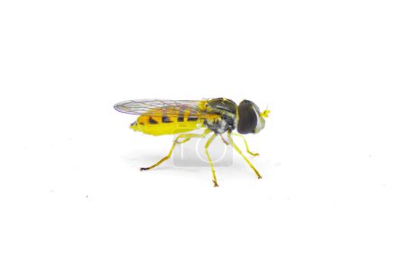 Photo for Small young calligrapher hover flower syrphid fly hoverfly of genus toxomerus sp.  isolated on white background side profile view found in remote north Florida Sandhill habitat - Royalty Free Image