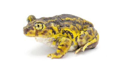 Photo for Eastern spadefoot spade foot toad or frog - Scaphiopus holbrookii - side profile view.  Isolated on white background yellow and brown color high detail on eye and skin - Royalty Free Image