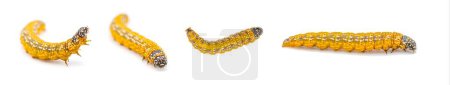 Photo for Omphalocera munroei - the Asimina pawpaw webworm moth caterpillar of the family Pyralidae larvae create a leaf shelter from within they feed. Isolated on white background four views - Royalty Free Image