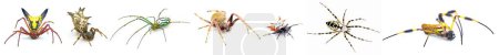Téléchargez les photos : Seven species of orb weaver spiders found in north Florida. Flèche, dos de château, verger de Mabel, tropical, dos épineux, jardin, soie dorée. Isolé sur fond blanc - en image libre de droit