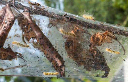 Foto de Nido hilado por la oruga de la polilla de la webworm de la caída - Hyphantria cunea - un árbol de caqui nativo americano - Diospyros virginiana - con telarañas, hojas muertas - Imagen libre de derechos
