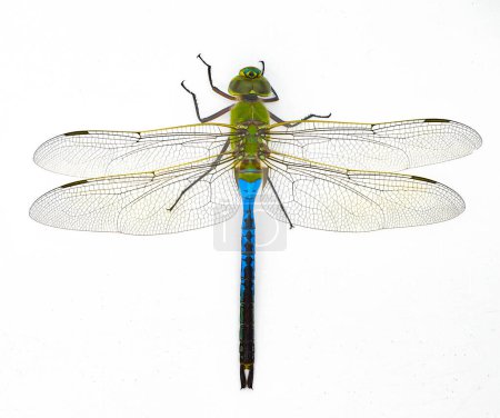 Photo for Male common green darner - Anax junius - is a species of dragonfly in the family Aeshnidae. One of the most common species throughout North America isolated on white background top dorsal view - Royalty Free Image