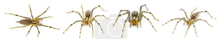Foto de American grass spider - un género de arácnidos tejedores de embudo en el género Agelenopsis sp. Construyen una lámina no pegajosa de seda con una abertura redonda. Aislado sobre fondo blanco cuatro vistas - Imagen libre de derechos