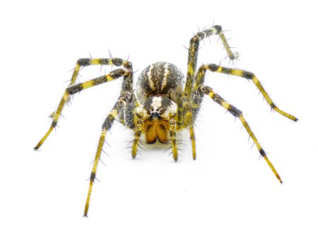 Foto de American grass spider - un género de arácnidos tejedores de embudo en el género Agelenopsis sp. Construyen una lámina no pegajosa de seda con una abertura redonda. Aislado en vista frontal de fondo blanco - Imagen libre de derechos