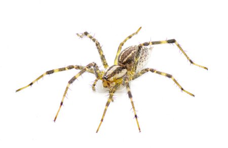 Foto de American grass spider - un género de arácnidos tejedores de embudo en el género Agelenopsis sp. Construyen una lámina no pegajosa de seda con una abertura redonda. Aislado sobre fondo blanco vista frontal lateral superior - Imagen libre de derechos