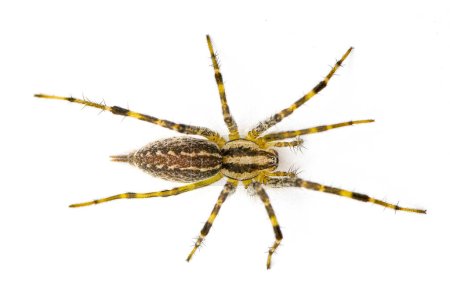 Foto de American grass spider - un género de arácnidos tejedores de embudo en el género Agelenopsis sp. Construyen una lámina no pegajosa de seda con una abertura redonda. Aislado sobre fondo blanco vista dorsal superior - Imagen libre de derechos