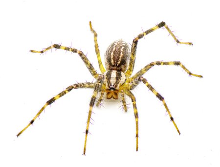 Foto de American grass spider - un género de arácnidos tejedores de embudo en el género Agelenopsis sp. Construyen una lámina no pegajosa de seda con una abertura redonda. Aislado sobre fondo blanco vista frontal superior - Imagen libre de derechos
