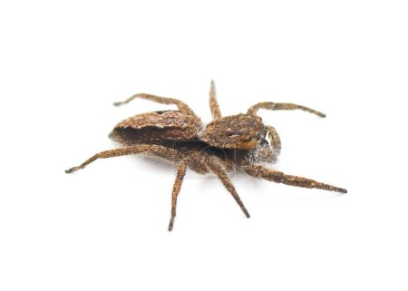 Téléchargez les photos : Araignée sauteuse - platycryptus undatus - arachnide brune qui se cache sous l'écorce des arbres ou des crevasses camouflées avec un motif de chevrons sur l'abdomen isolé sur fond blanc vue de dessus - en image libre de droit