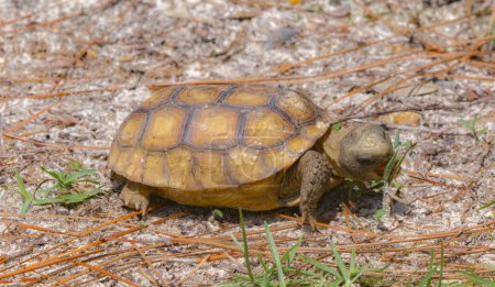 Photo for Baby Florida Gopher Tortoise - Gopherus polyphemus - eating plants and grass in native wild Sandhill habitat.  Side view with mouth open - Royalty Free Image