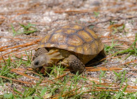 Photo for Baby Florida Gopher Tortoise - Gopherus polyphemus - eating plants and grass in native wild Sandhill habitat.  Front view with mouth open - Royalty Free Image