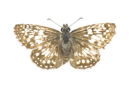 Photo for Common white checkered skipper butterfly - Burnsius albezens - formerly known as Burnsius albescens and Pyrgus albescens isolated on white background common in peninsular Florida top dorsal view - Royalty Free Image