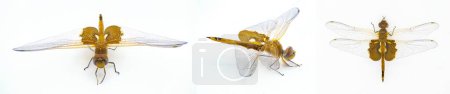 Foto de Bolsas de montar Carolina libélula o mosca dragón - Tramea carolina - un insecto volador común durante las horas del día de verano. Extremo detalle macro disparo Aislado sobre fondo blanco tres vistas - Imagen libre de derechos