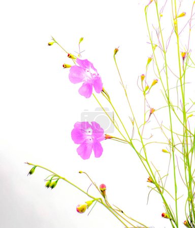 Foto de Seminole falso foxglove - Agalinis filifolia - una flor silvestre herbácea anual con vistosas flores rosadas en forma de campana aisladas en la planta huésped de fondo blanco para la mariposa buckeye común - Junonia coenia - Imagen libre de derechos