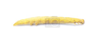 Foto de Gusano marrón o larva de gusano de pulgada oruga. Mocis marcida es una especie de lepidóptero de la familia Erebidae. aislado sobre fondo blanco vista lateral del perfil - Imagen libre de derechos