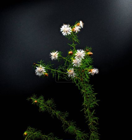 Photo for Summer farewell - Dalea Pinnata - white blooms blossom flower with red buds and thin green leaves. Florida native wildflower plant isolated on black background - Royalty Free Image