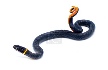 Photo for Southern ring necked or ringneck snake - Diadophis punctatus punctatus - defense posture of curling up their tail exposing bright red orange posterior, ventral surface isolated on white background - Royalty Free Image