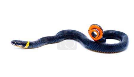 Photo for Southern ring necked or ringneck snake - Diadophis punctatus punctatus - defense posture of curling up their tail exposing bright red orange posterior, ventral surface isolated on white background - Royalty Free Image
