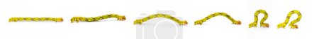 Téléchargez les photos : Geometer moth caterpillar looper inchworm - possibly juniper twig geometer moth larva - Patalene olyzonaria. Vert citron vert avec orange rouge pourpre couleurs, isolé sur fond blanc six vues en mouvement - en image libre de droit