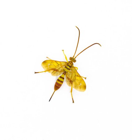 Photo for Adult female Ichneumon Wasp Neotheronia bicincta floridana  - with long ovipositor isolated on white background. Orange and yellow colors with black stripes or bands in abdomen.  Top dorsal view - Royalty Free Image