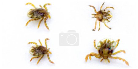 Photo for Lone star, northeastern water tick, or turkey tick - Amblyomma americanum - young nymph stage, isolated on white background four views. primary vector of Ehrlichia chaffeensis aka human ehrlichiosis - Royalty Free Image