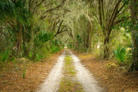 Photo for Rugged dirt sand path passing through remote peaceful quiet natural habitat in old southern rural hidden North Florida.  State tree sabal palm with live oak and spanish moss completely covering road - Royalty Free Image